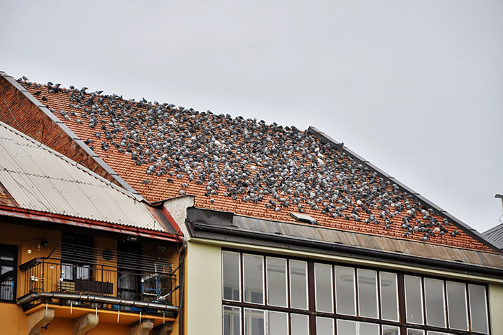 A2B Pest Control are able to install spikes to deter birds from roofs in Dulwich. 