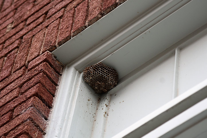 We provide a wasp nest removal service for domestic and commercial properties in Dulwich.